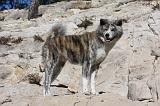 AKITA INU 291